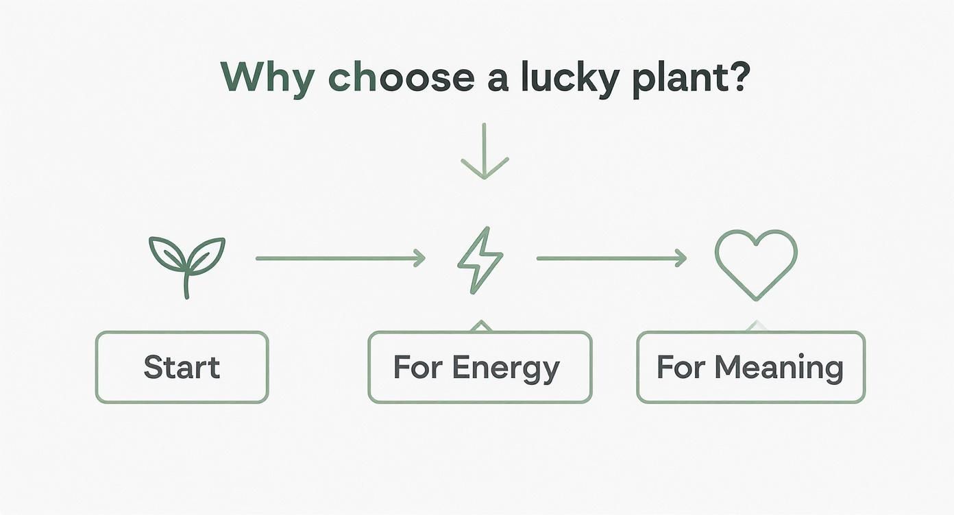 Infographic about lucky house plants