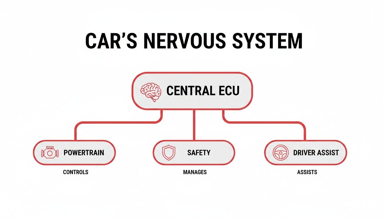 Diagram illustrating a car's nervous system, showing Central ECU controlling powertrain, safety, and driver assist.