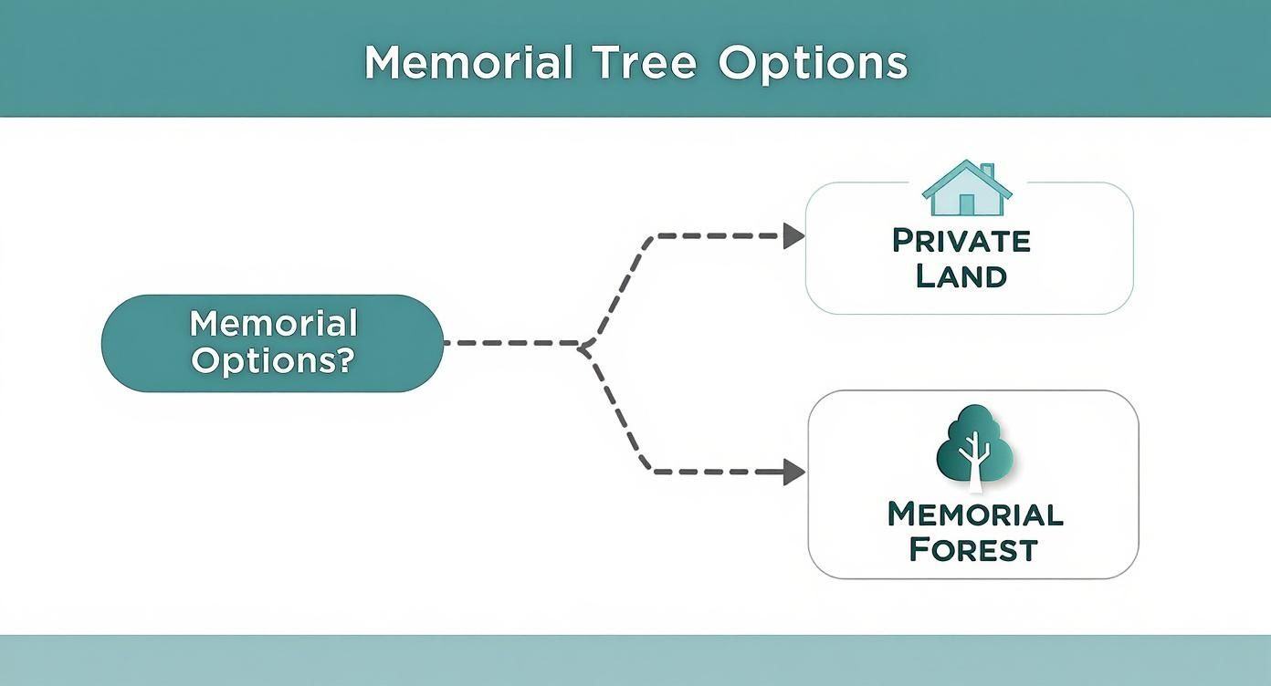Infographic about planting trees in memory