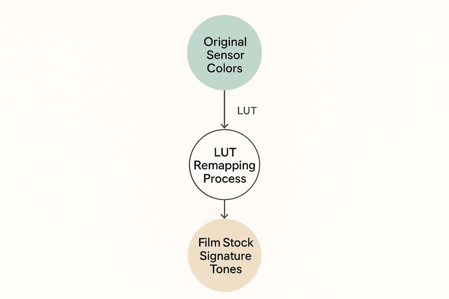 Mastering the Look with 35mm Film LUTs 2 Infographic about 35mm film LUTs