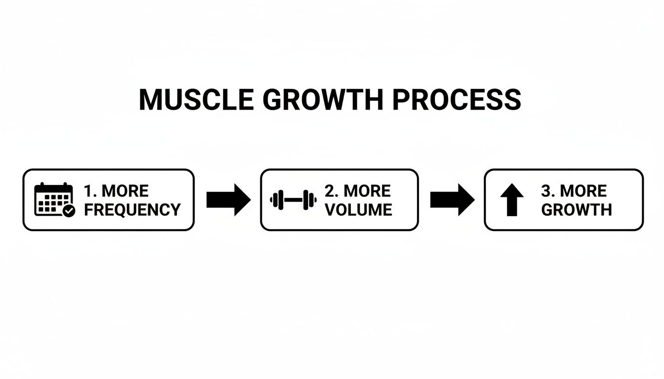 Flowchart illustrating the muscle growth process: more frequency leads to more volume, which leads to more growth.