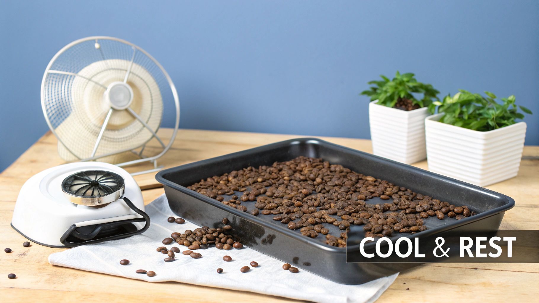 Freshly roasted coffee beans are spread on a tray, cooling with a fan and resting.