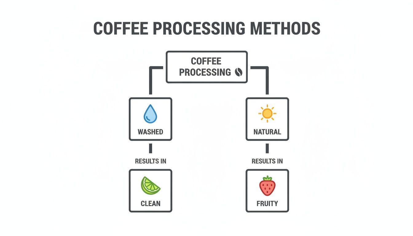 Flowchart illustrating two coffee processing methods: washed resulting in clean notes and natural for fruity flavors.