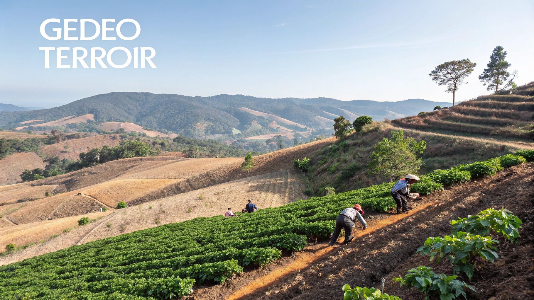 Workers tend to lush green coffee plants on terraced hillsides under a clear sky.