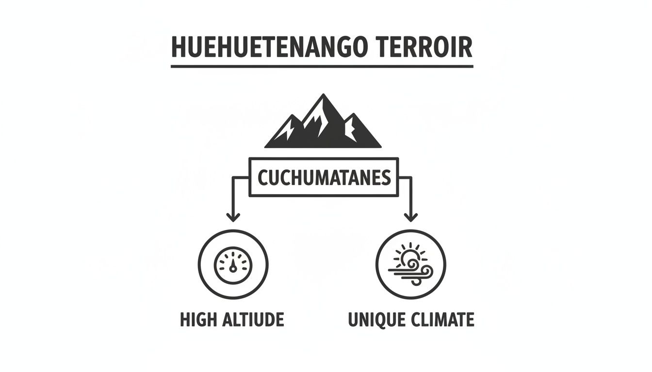 Diagram explaining Huehuetenango terroir, detailing Cuchumatanes mountains, high altitude, and unique climate factors for coffee.