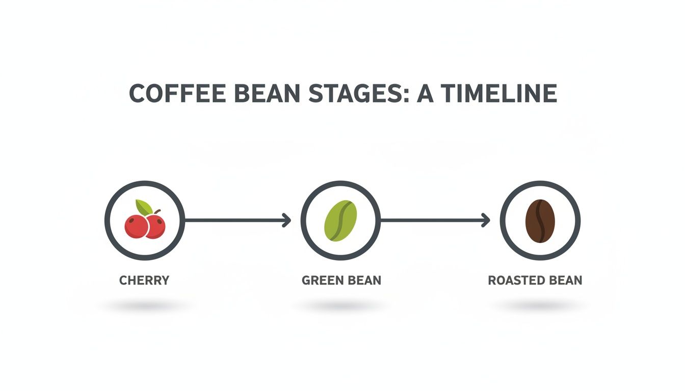 A clear timeline illustrating the transformation of coffee beans from cherry to green bean to roasted bean.