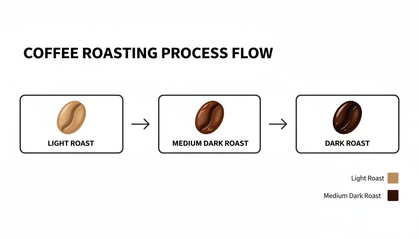 A visual flow of coffee roasting process showing light, medium dark, and dark roast beans.