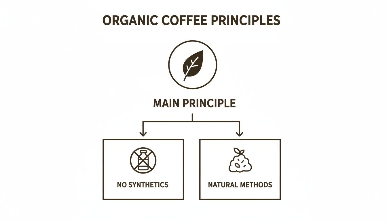 Diagram illustrating organic coffee principles, emphasizing natural methods and the absence of synthetics.