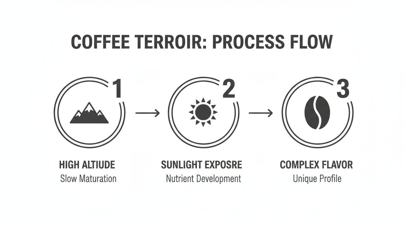 Infographic showing the coffee terroir process flow from high altitude and sunlight exposure to complex flavor.