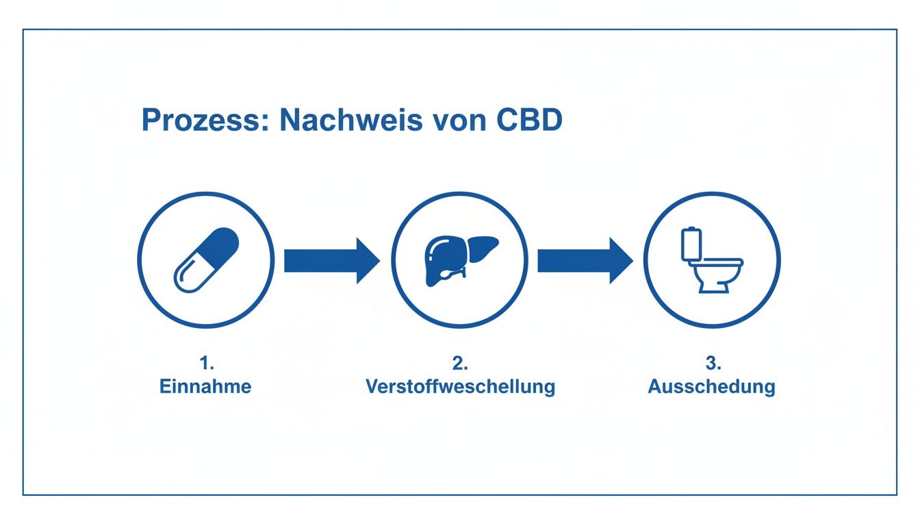 Diagramm zum Nachweis von CBD im Körper: Einnahme, Verstoffwechselung in der Leber und Ausscheidung.