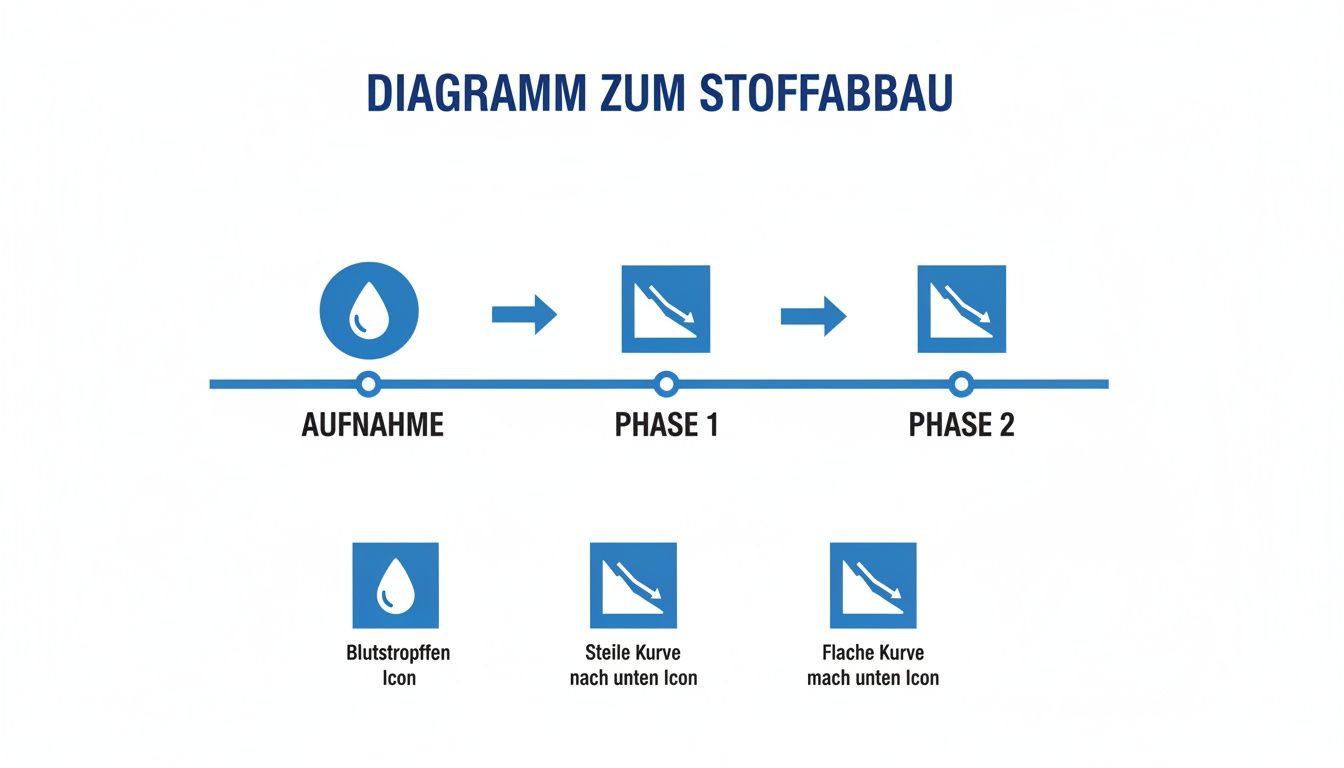 Diagramm zum Stoffabbau zeigt die Phasen der Aufnahme, Phase 1 mit steiler und Phase 2 mit flacher Kurve.