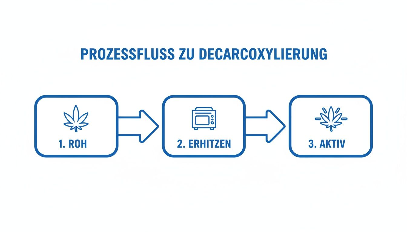 Ein Diagramm zeigt den dreistufigen Dekarboxylierungsprozess von Cannabis: Rohmaterial, Erhitzen und Aktivierung. Es ist ein wichtiger Schritt zur Herstellung von Cannabisöl.