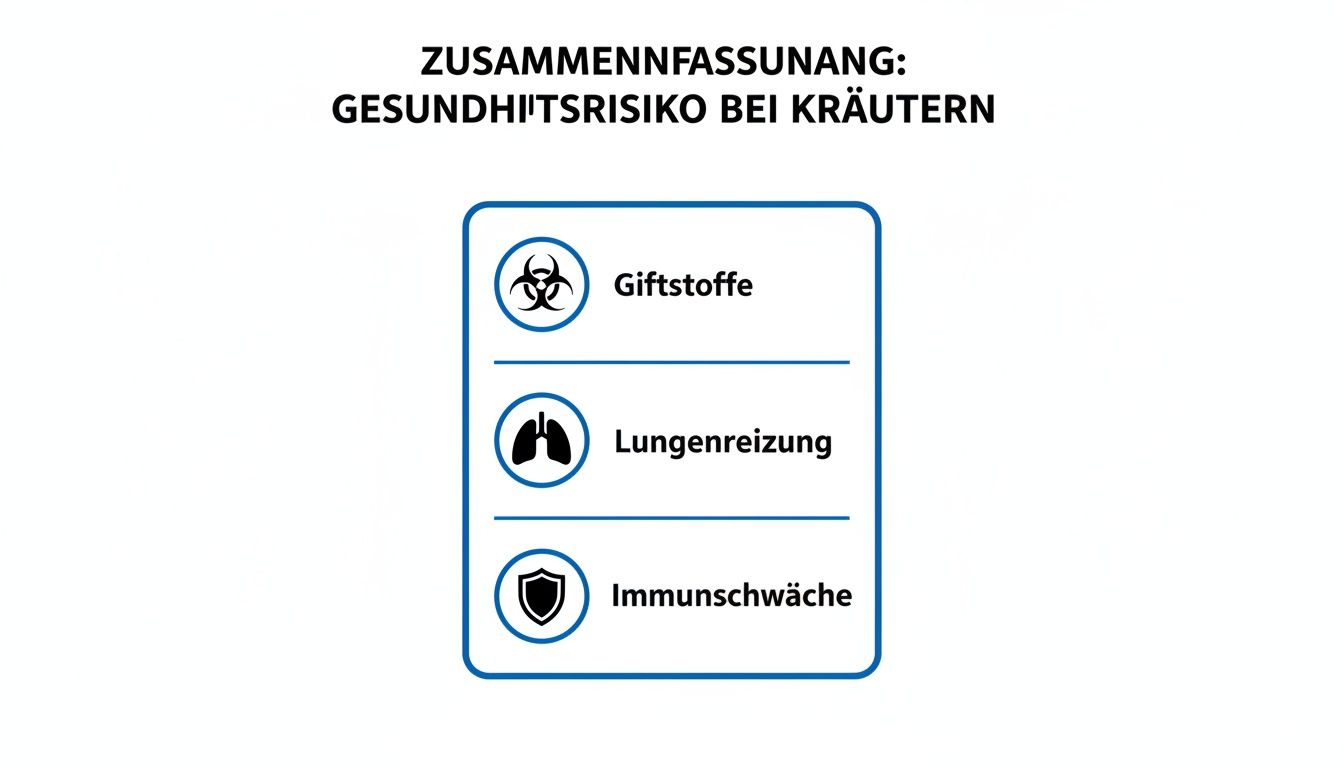 Zusammenfassung Gesundheitsrisiko bei Kräutern mit Icons für Giftstoffe, Lungenreizung und Immunschwäche.
