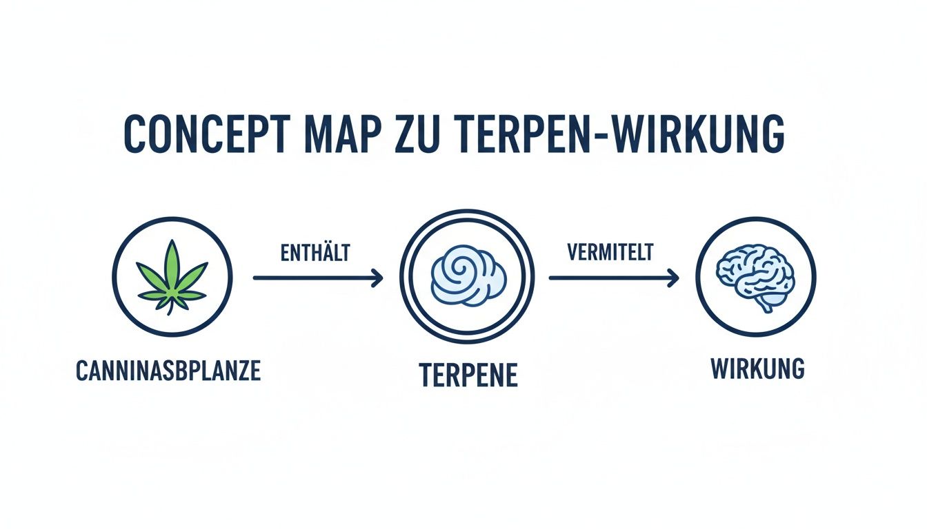 Konzeptkarte zur Terpen-Wirkung zeigt, wie die Cannabis-Pflanze Terpene enthält, die eine Wirkung vermitteln.
