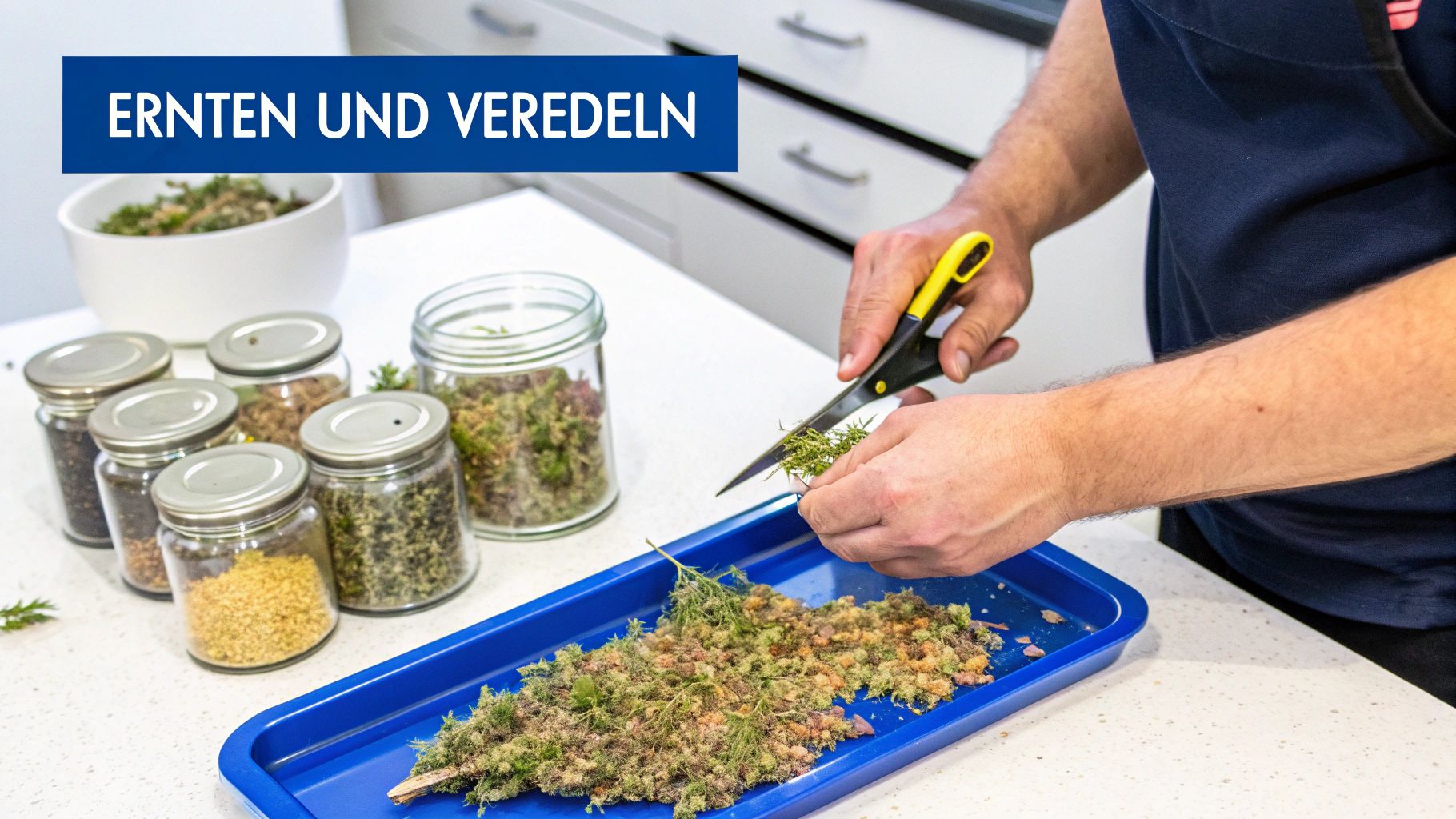 Person erntet und verarbeitet grüne Pflanzen mit einer Schere über einer blauen Schale. Verschiedene Gewürzgläser stehen daneben.