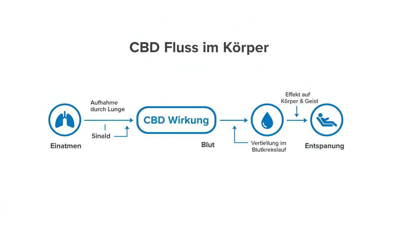 Flussdiagramm zeigt den CBD-Wirkungsweg im Körper, von der Einatmung über das Blut bis zur Entspannung von Körper und Geist.