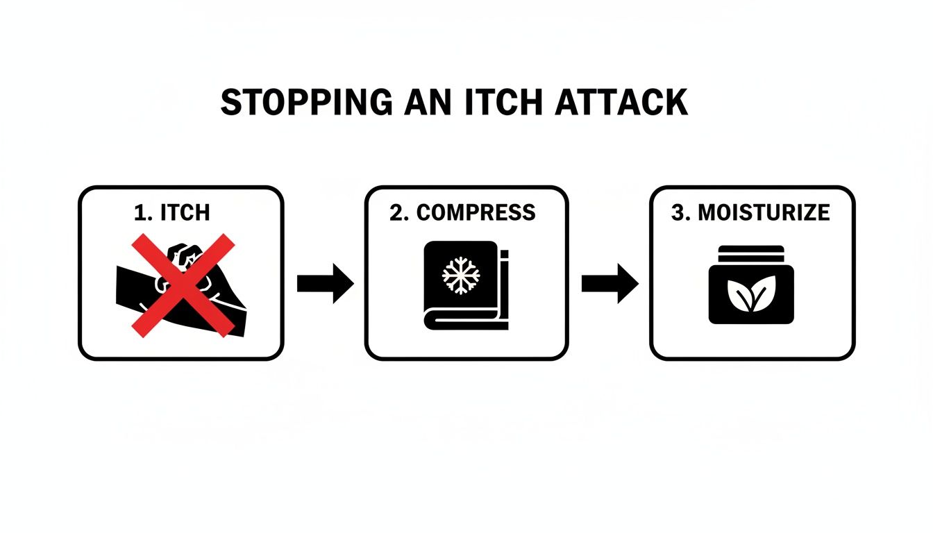 Flowchart illustrating how to stop an itch attack: do not scratch, use a cold compress, then moisturize.