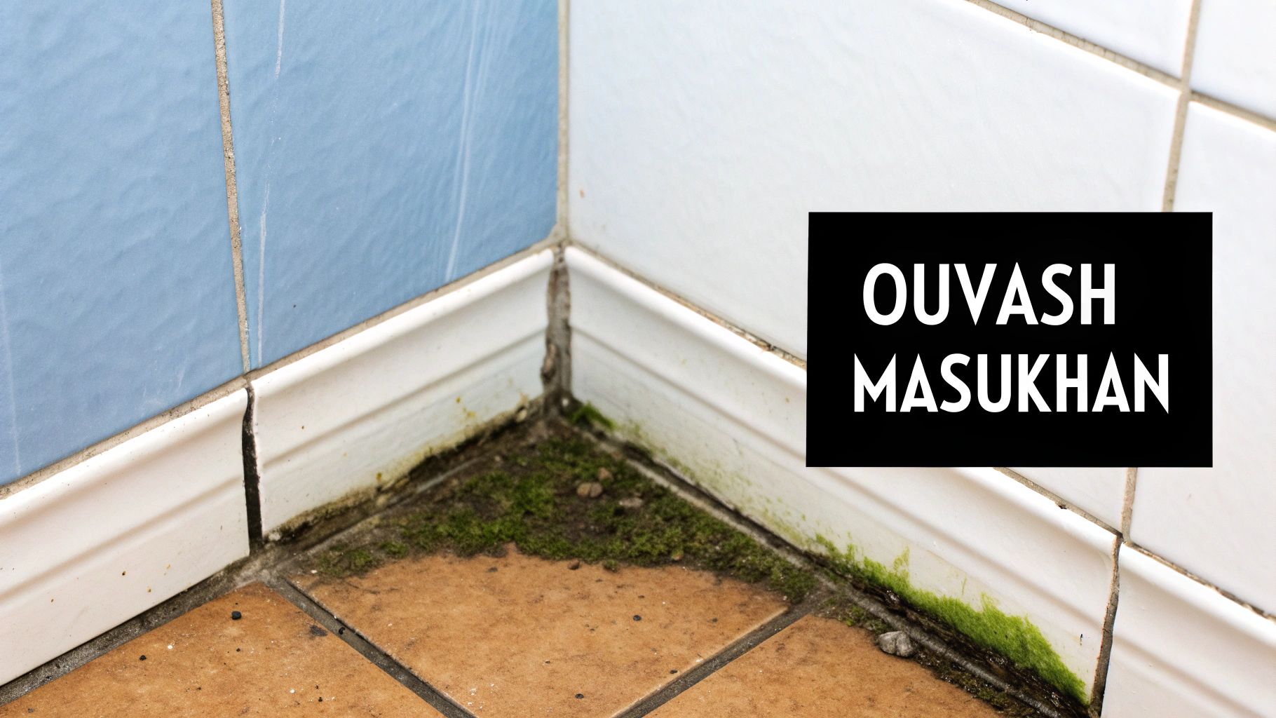 עובש ירוק וטחב גדלים בפינה של חדר אמבטיה עם אריחים כחולים ולבנים ורצפה חומה.