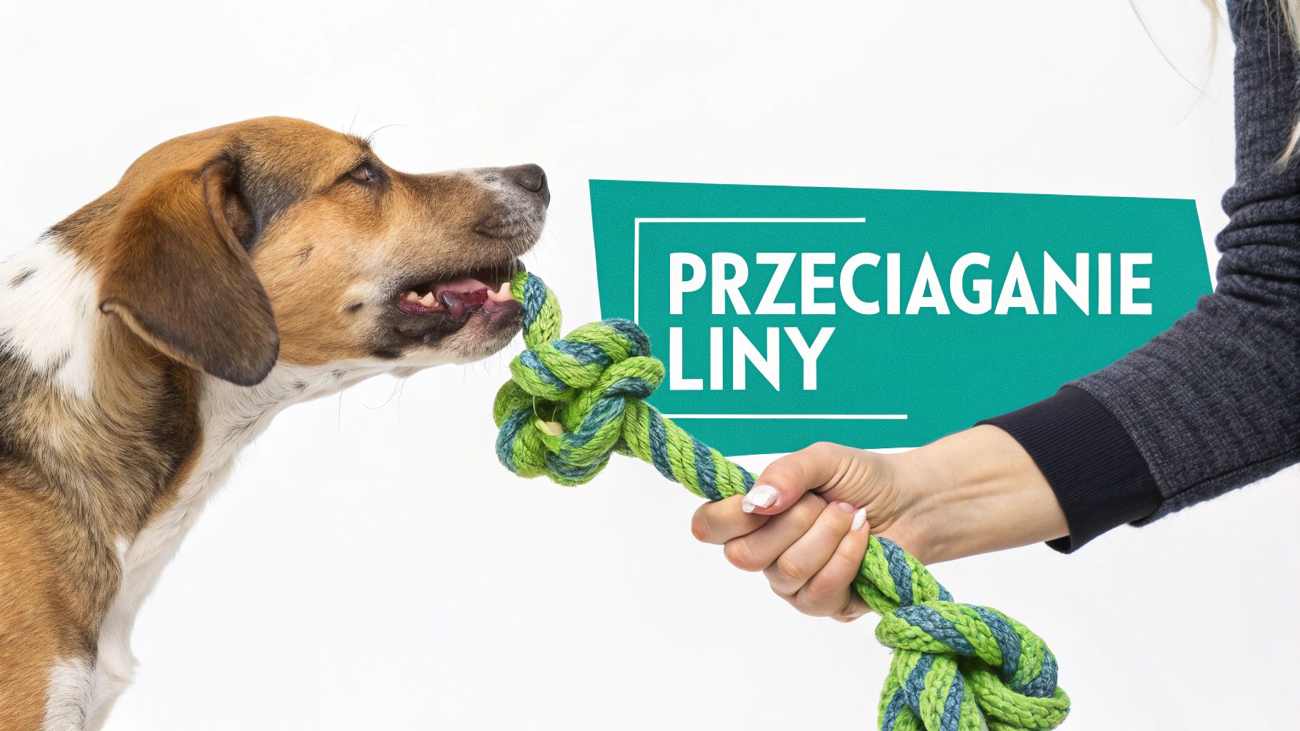 Pies i człowiek grający w przeciąganie liny zielono-niebieską zabawką na białym tle. Aktywna zabawa psa.