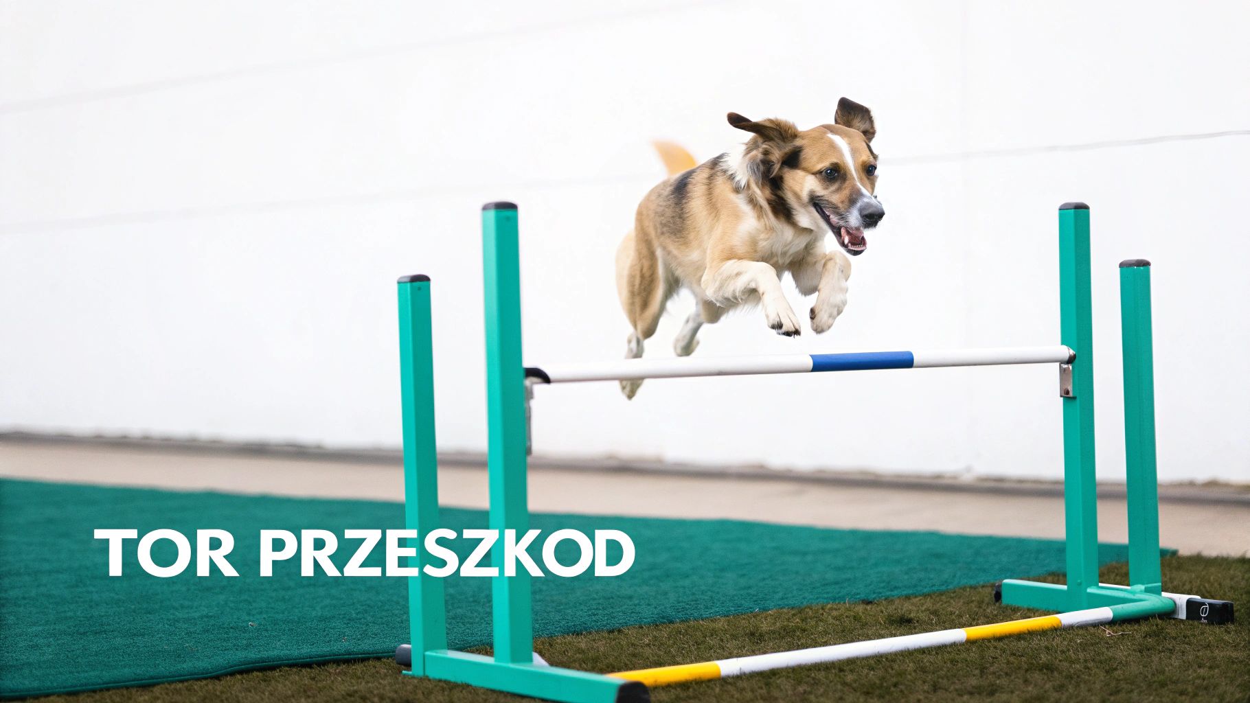 Pies w trakcie skoku przez turkusowy tor przeszkód na zielonej trawie. W tle widoczna biała ściana.