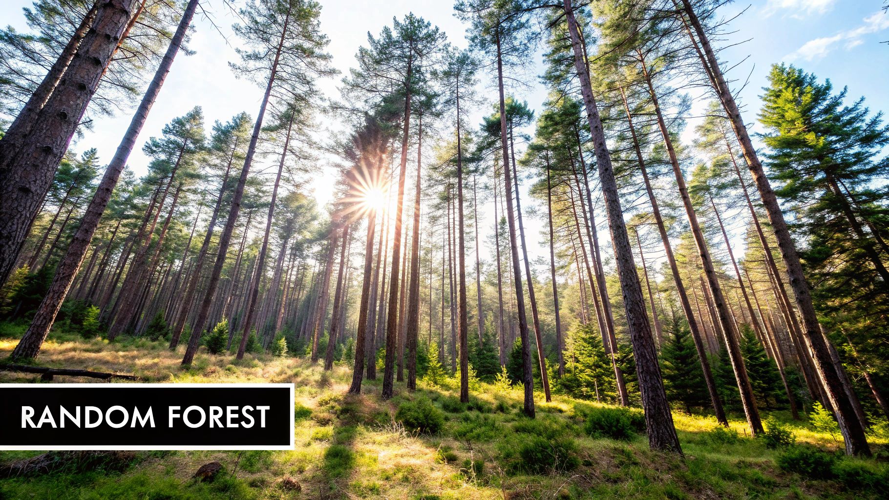 Random Forest