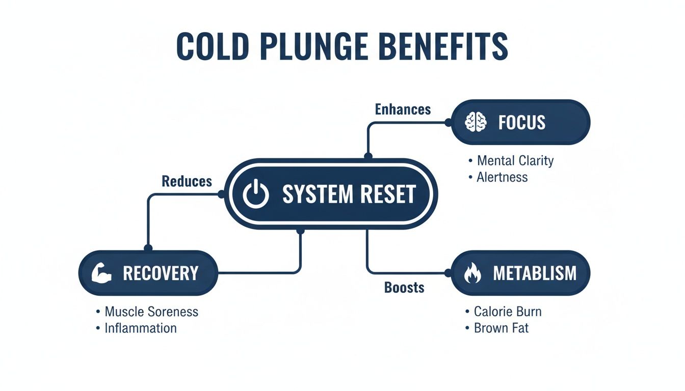 Diagram detailing cold plunge benefits, showing a 'system reset' leading to improved recovery, enhanced focus, and boosted metabolism.