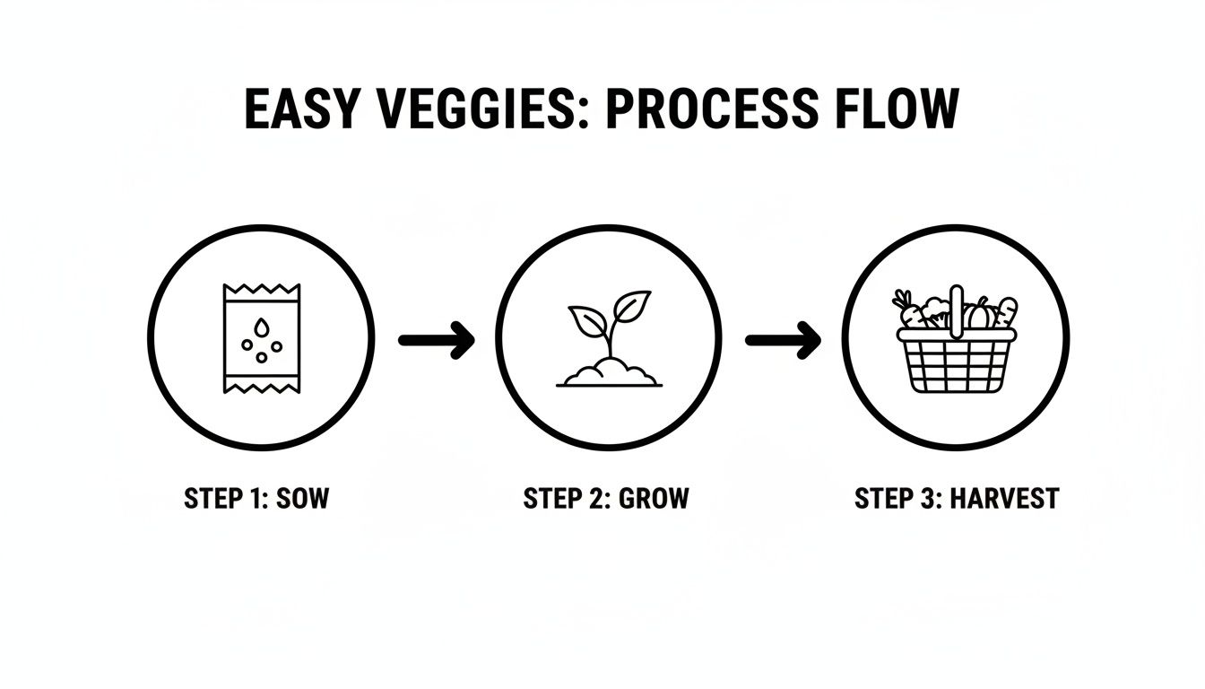 Process flow diagram illustrating three steps for easy vegetables: sow seeds, grow plants, and harvest fresh produce.