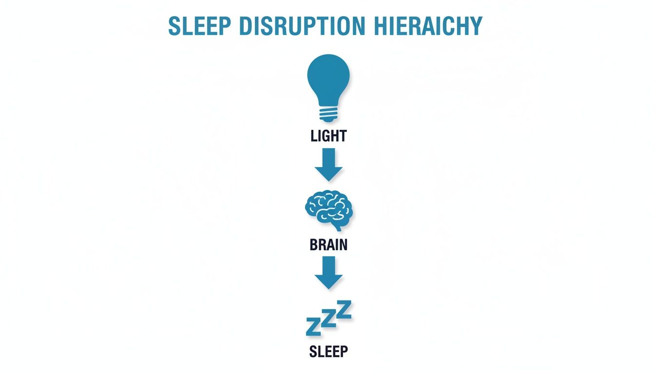 A hierarchy diagram showing how light affects the brain, leading to sleep disruption.