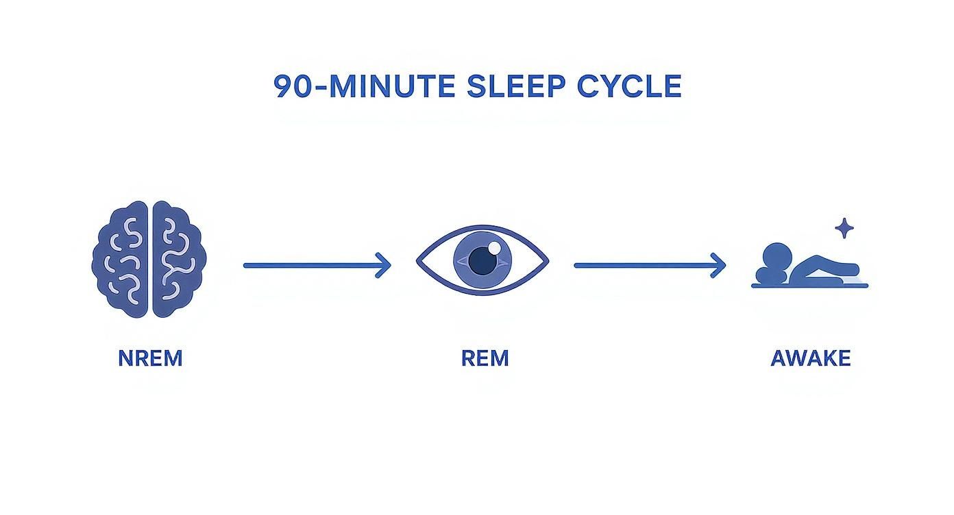 Infographic about what is rem sleep cycle
