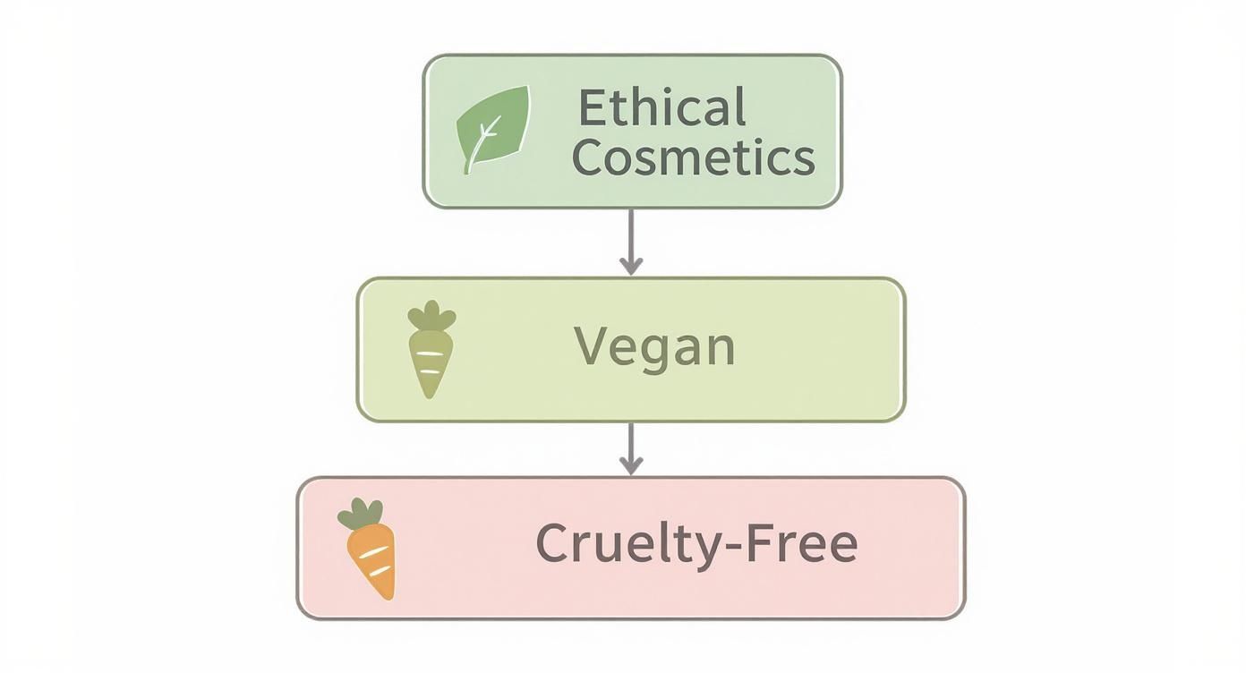 Infographic about vegan and cruelty free cosmetics