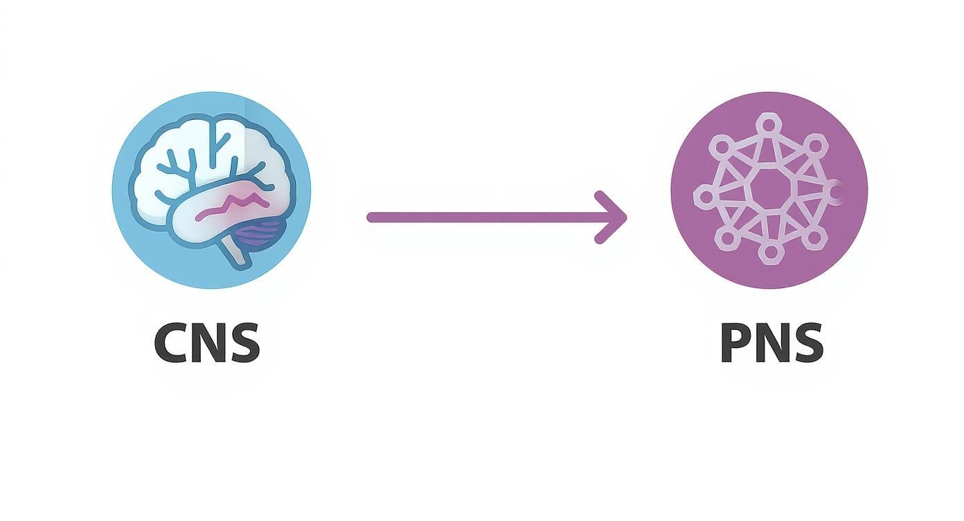 Diagram showing a brain icon for CNS and a network icon for PNS, connected by an arrow.