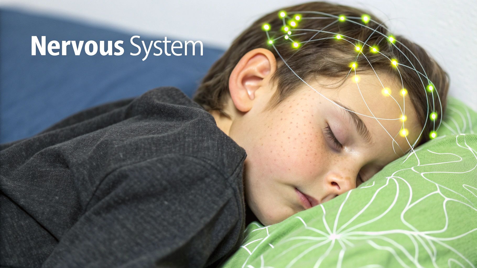 A sleeping child with an overlay of glowing neurons on their head, illustrating the nervous system.