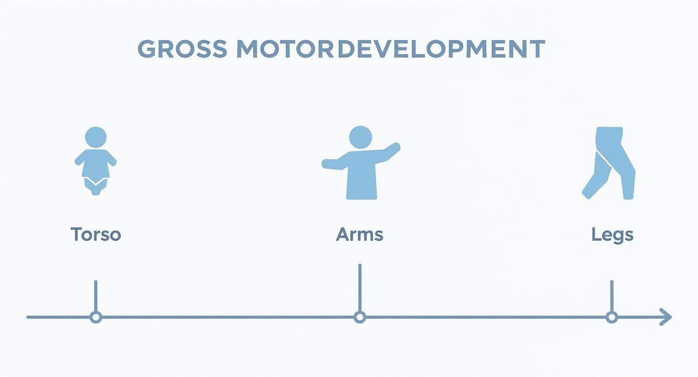 Timeline illustrating gross motor development from torso control to arm movements and leg skills, with icons.