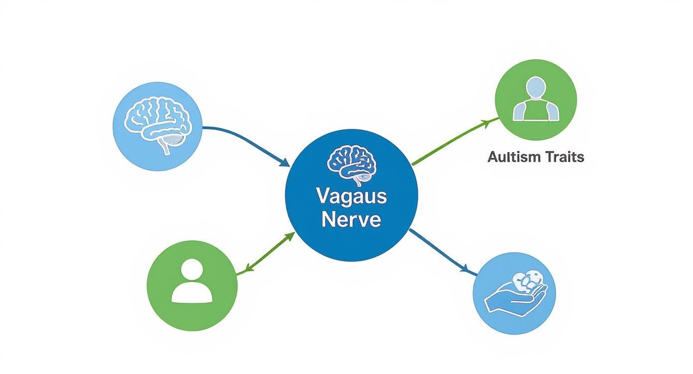 Infographic about vagus nerve and autism