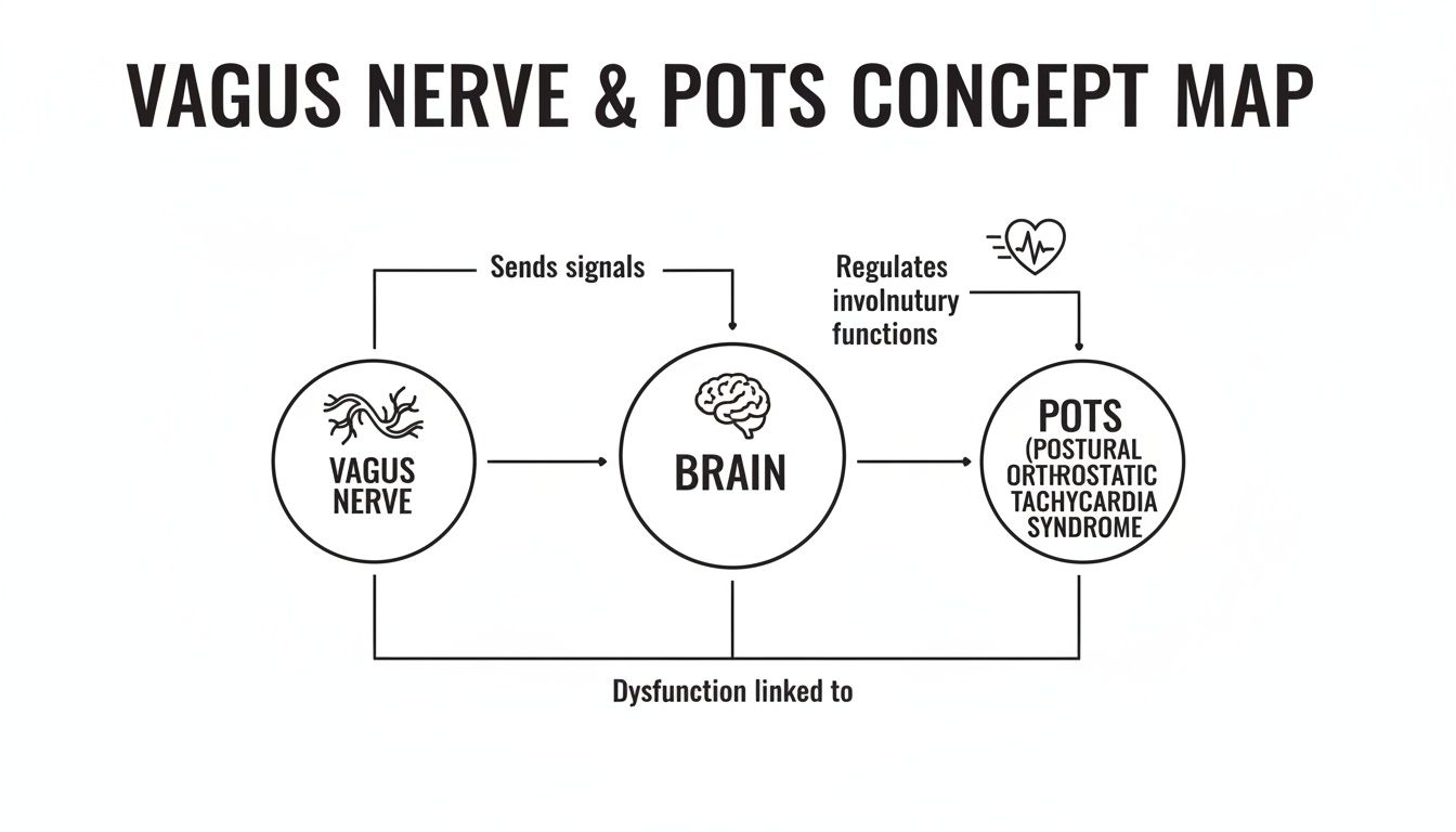 A concept map illustrates the intricate relationship between the Vagus Nerve, Brain, and POTS, highlighting signal transmission and dysfunction.