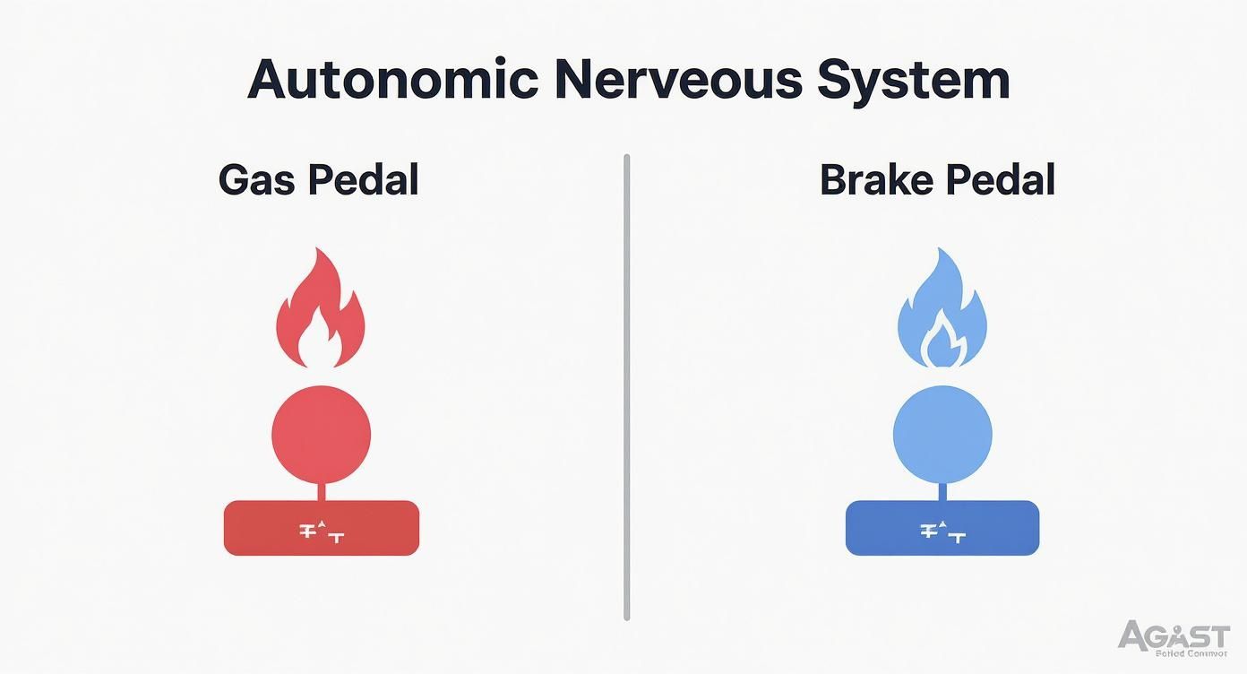 An illustration comparing the autonomic nervous system to a red gas pedal and a blue brake pedal.
