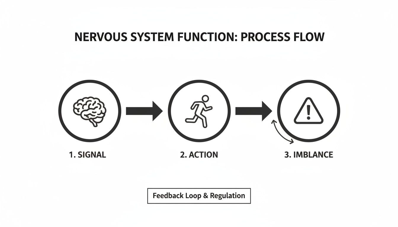 Process flow diagram illustrating nervous system function from signal, action, to imbalance with feedback.