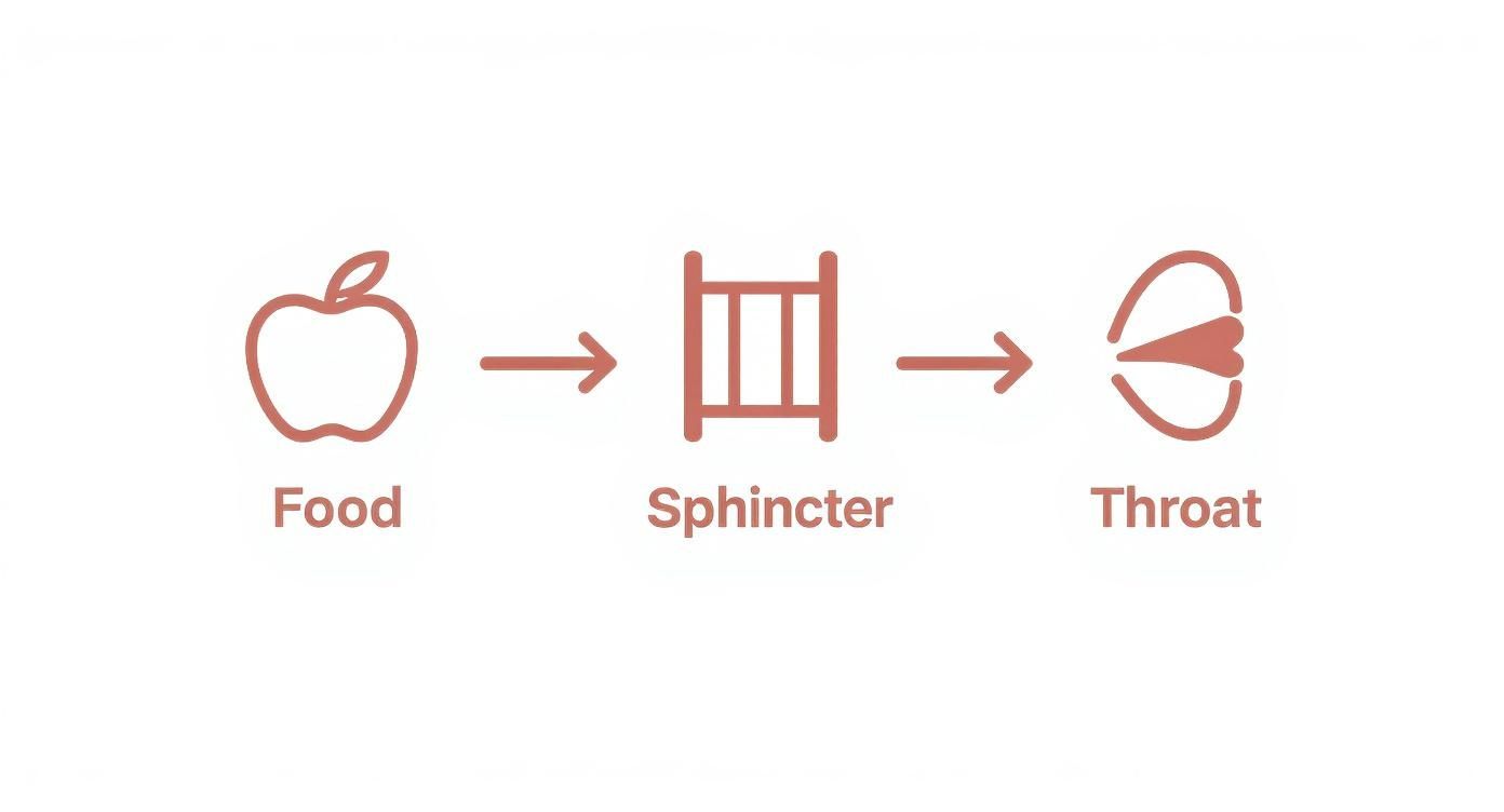 Diagram illustrating food passing from an apple icon, through a sphincter, to a throat icon.