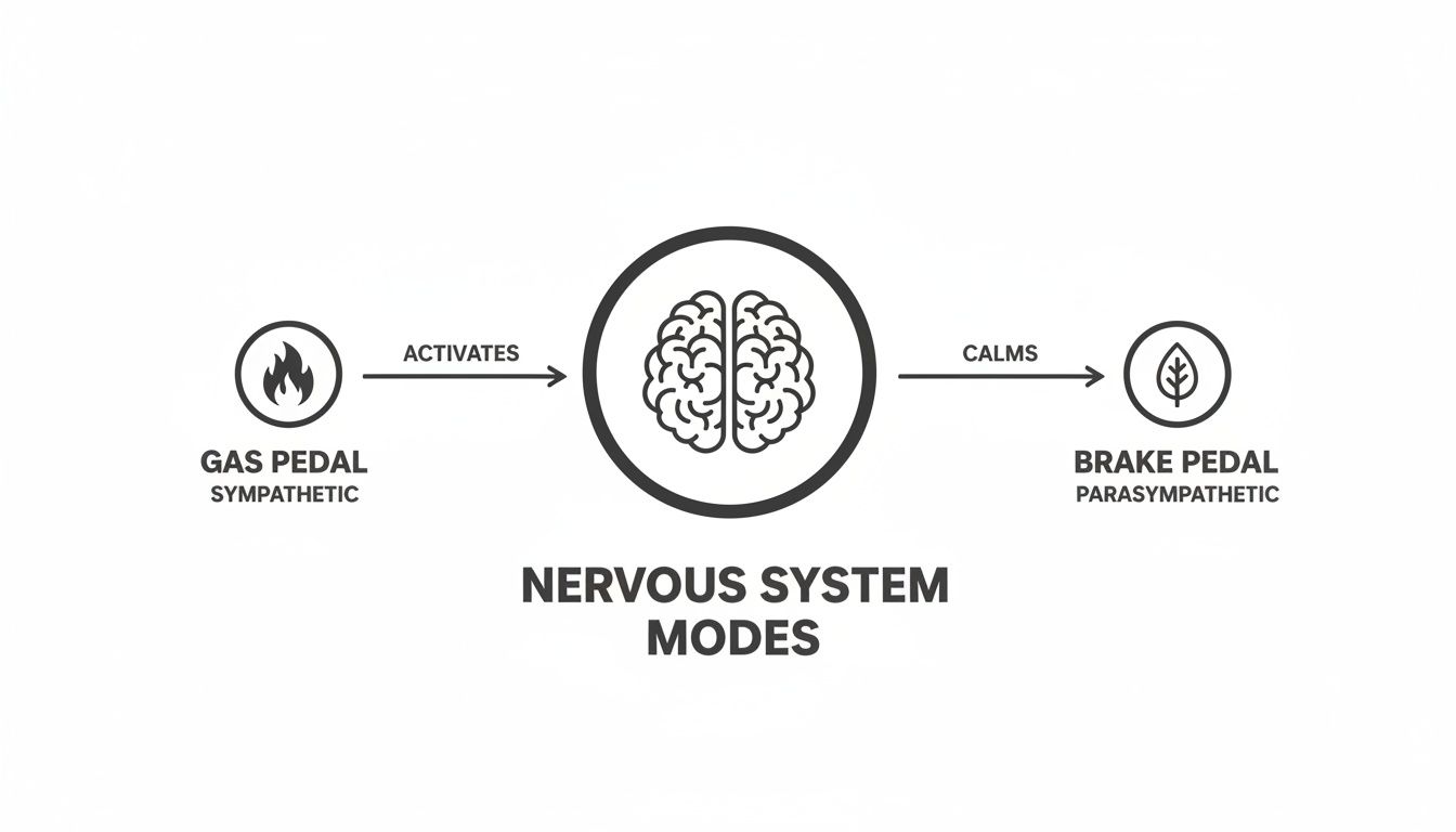 Diagram illustrating sympathetic (gas pedal) activating and parasympathetic (brake pedal) calming the nervous system modes.