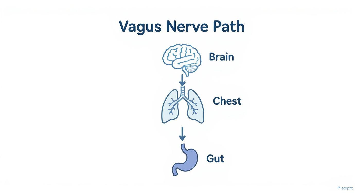 Infographic about what is vagus nerve function