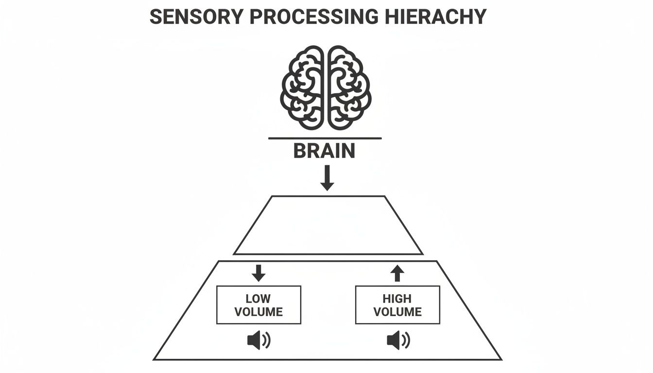 Diagram illustrating sensory processing hierarchy from brain to low and high volume inputs.