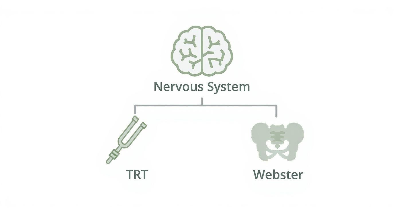 Infographic about family focus chiropractic
