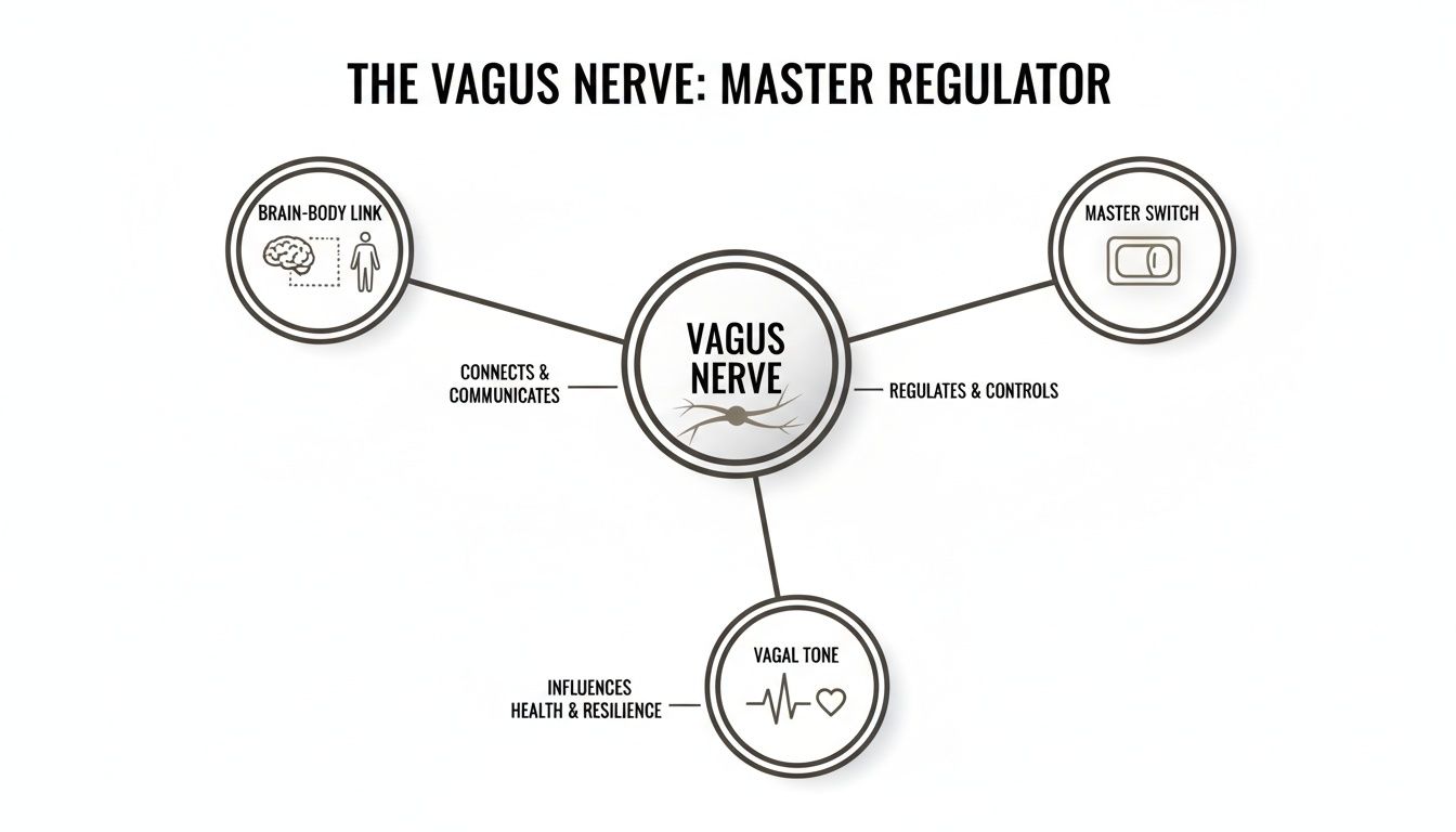 Diagram explaining the vagus nerve's role as master regulator, connecting brain-body and influencing health.