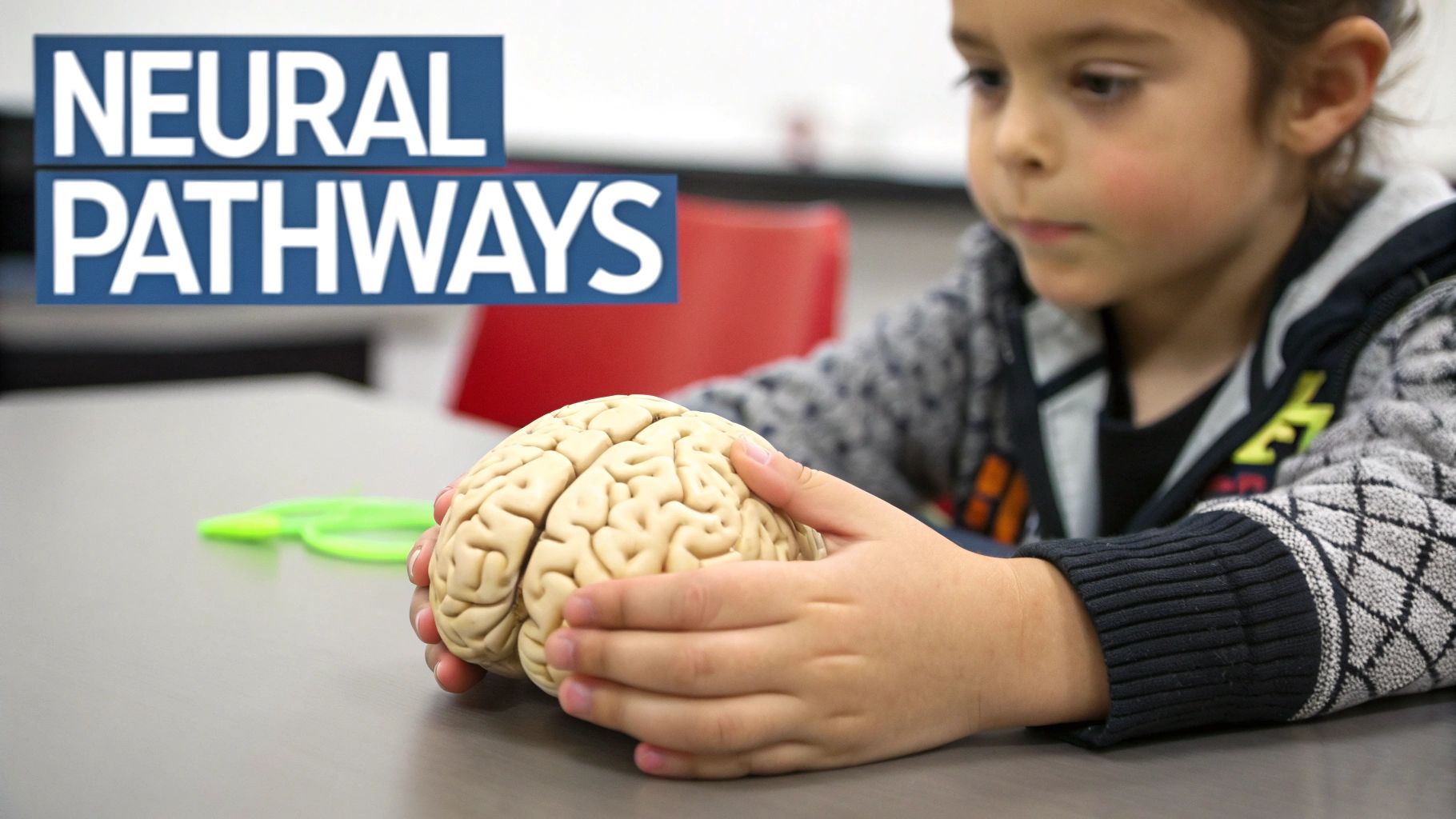 A young child intently holds and examines a detailed model of a human brain, with text "NEURAL PATHWAYS."
