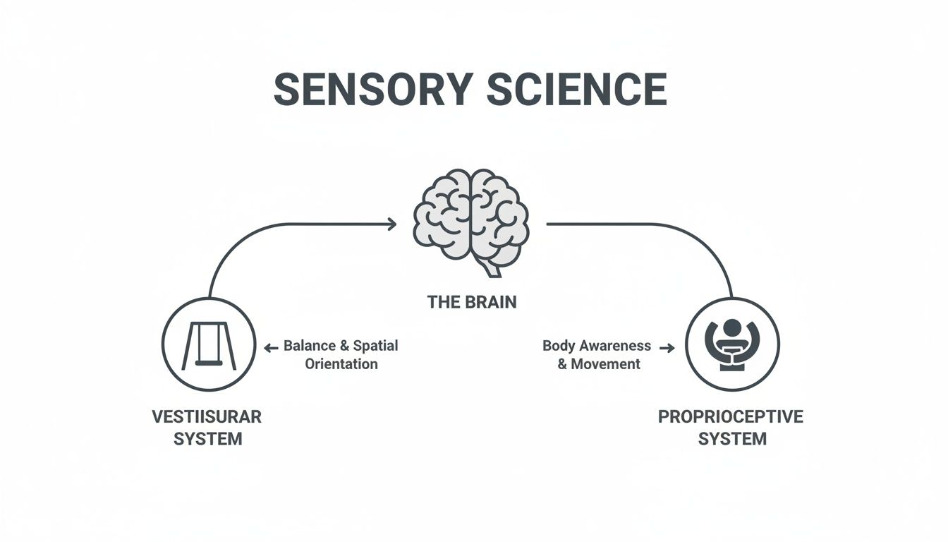 Sensory science diagram showing the vestibular and proprioceptive systems' input into the brain.