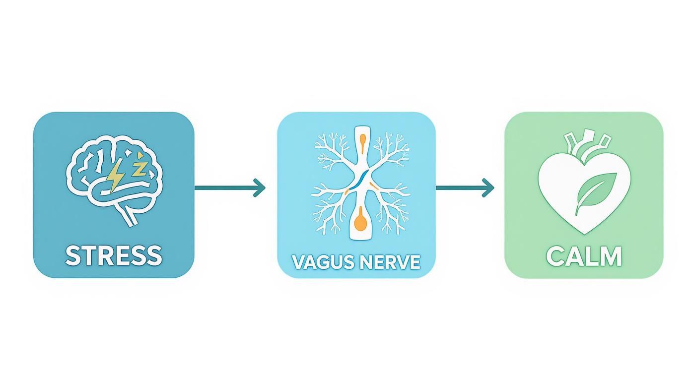 Diagram showing stress reduction through vagus nerve stimulation leading to calm state