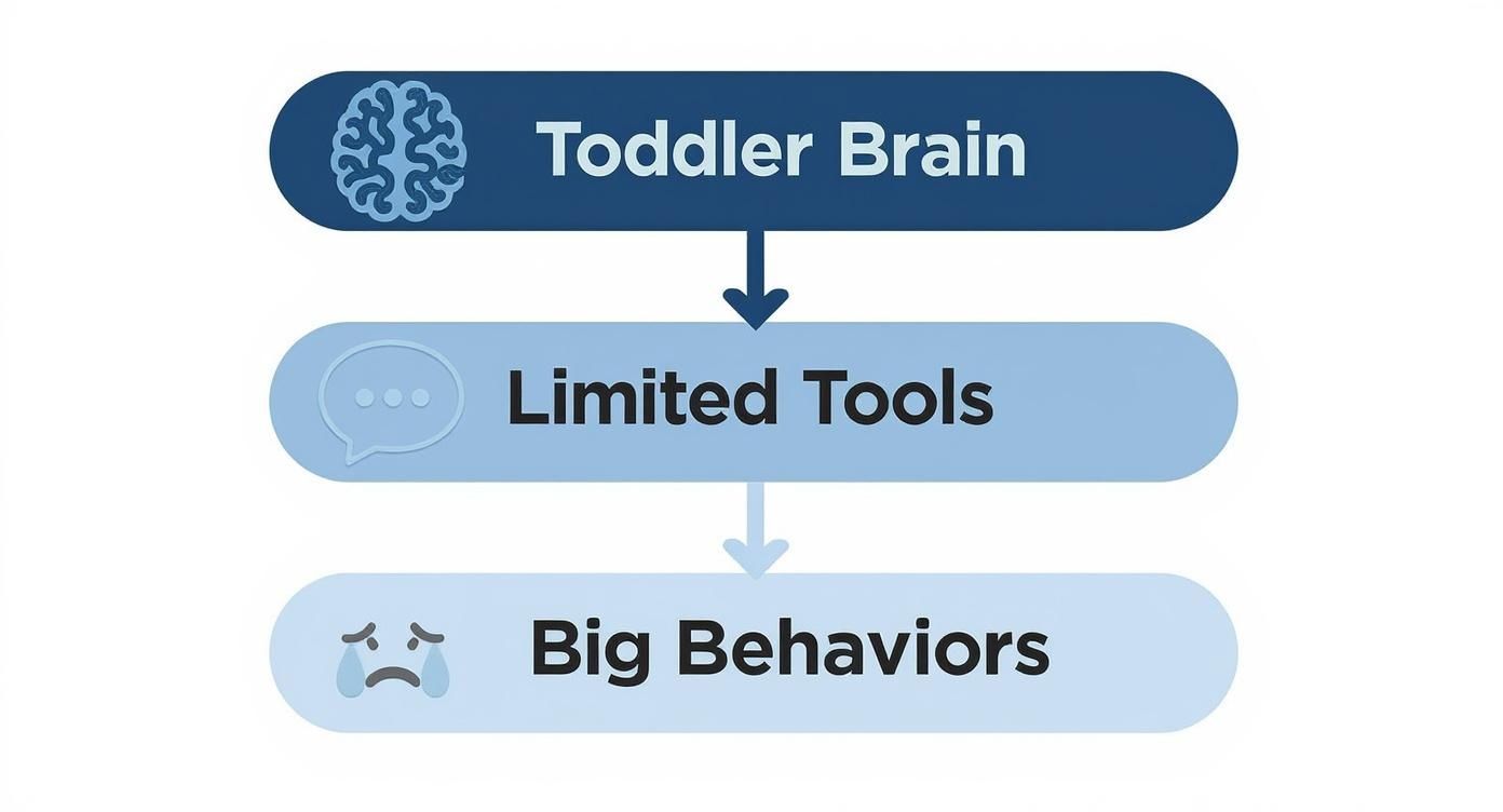 A flowchart explaining how a toddler's developing brain leads to limited communication tools and big behaviors.