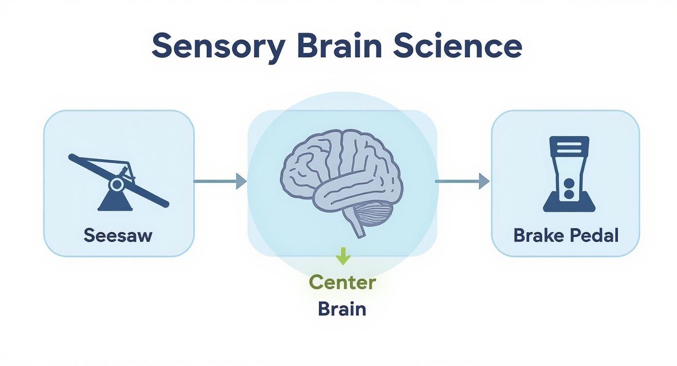 Infographic about sensory seeking behaviors