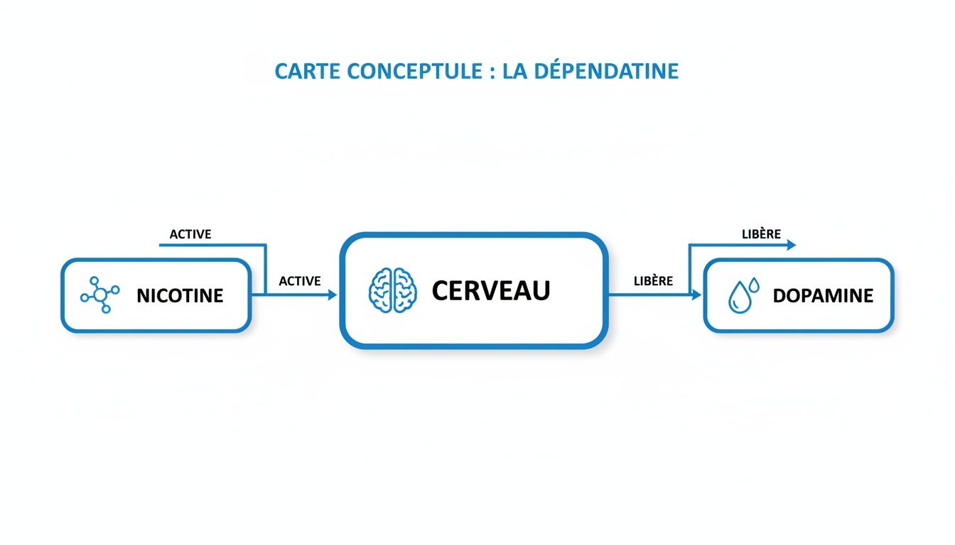Le guide du sevrage tabagique naturel pour arrêter de fumer sans effort 4 Schéma conceptuel de la dépendance, montrant comment la nicotine active le cerveau qui libère la dopamine.