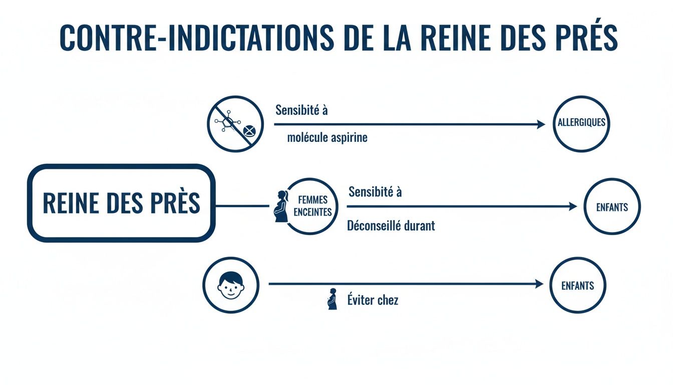 Infographie détaillant les contre-indications de la reine des prés pour les personnes allergiques à l'aspirine, les femmes enceintes et les enfants.